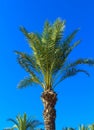 Palm tree tops