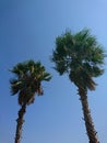 Turkey - Alanya - palm trees - summer moments