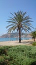 Turkey - Alanya - summer mood with palm