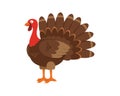 Turkey animal icon image, Thanksgiving Cartoon Turkey Bird. Illustration of funny turkey character Royalty Free Stock Photo