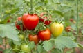 Turkey Antalya agriculture, tomatoes greenhouse, tomatoes field