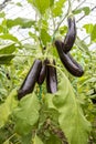 Eggplant field greenhouse