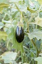 Turkey / Antalya, eggplant greenhouse, eggplant field