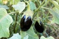 Turkey / Antalya, eggplant greenhouse, eggplant field