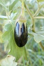 Turkey / Antalya, eggplant greenhouse, eggplant field