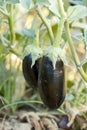 Turkey / Antalya, eggplant greenhouse, eggplant field