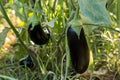 Turkey / Antalya, eggplant greenhouse, eggplant field