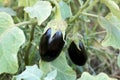 Turkey / Antalya, eggplant greenhouse, eggplant field