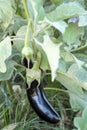 Turkey / Antalya, eggplant greenhouse, eggplant field Royalty Free Stock Photo
