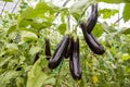 Eggplant field greenhouse