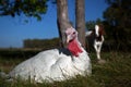 White Turkey Hen Being Watched