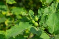 Turkey berry branch on tree