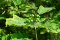 Turkey berry branch on tree