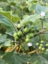 Turkey berry branch on tree in the garden.green Turkey berry or Eggplant Royalty Free Stock Photo