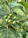 Turkey berry branch on tree in the garden.green Turkey berry or Eggplant Royalty Free Stock Photo