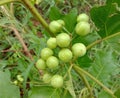 Turkey berry is an eggplant family plant.