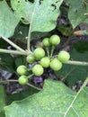 Turkey berry fruit in nature garden Royalty Free Stock Photo