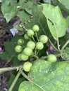 Turkey berry fruit in nature garden Royalty Free Stock Photo