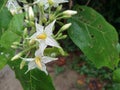 Turkey Berry, a popular plant in Indonesia. Star-shaped white flowers, with a yellow color in the middle. 18/09/2021. Royalty Free Stock Photo