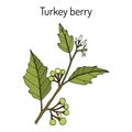 Turkey berry Solanum torvum , culinary and medicinal plant Royalty Free Stock Photo