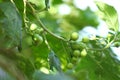 Turkey berry ( Solanum torvum) are growing on tree with green leaves background. Royalty Free Stock Photo