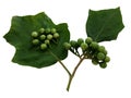 Turkey Berry, Solanum torvum, Pea eggplant bunch and green leaves Royalty Free Stock Photo