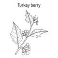 Turkey berry Solanum torvum culinary and medicinal plant Royalty Free Stock Photo