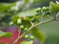 Turkey berry, Solanum torvum, Solanum torvum name green vegetable blooming in garden on nature background, raw food plant Royalty Free Stock Photo