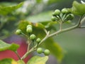 Turkey berry, Solanum torvum, Solanum torvum name green vegetable blooming in garden on nature background, raw food plant Royalty Free Stock Photo