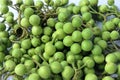 Turkey Berry, Green vegetables on white background Royalty Free Stock Photo