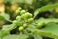 Turkey berry tree Royalty Free Stock Photo