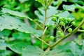 Turkey berry on tree Royalty Free Stock Photo