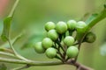 Turkey Berry, green background Royalty Free Stock Photo