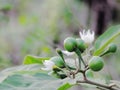 Turkey berry, Wild eggplant, Pea eggplant or Solanum torvum bunch on tree