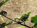 Turkey berry, Wild eggplant, Pea eggplant or Solanum torvum and watered by a sprinkler