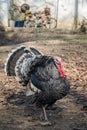 Turkey bird in the back yard Royalty Free Stock Photo