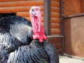 Turkey bird called North Caucasian Bronze Turkey Royalty Free Stock Photo