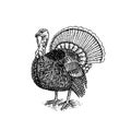 Turkey bird. Hand drawn hen. Engraved Farm animal. Old monochrome sketch. Domestic poultry. Retro template. Royalty Free Stock Photo