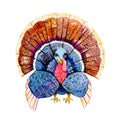 Turkey bird. Hand drawn watercolor stylized cartoon character illustration for Thanksgiving day