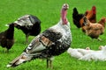 Turkey bird with hen Royalty Free Stock Photo