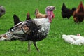 Turkey bird with hen Royalty Free Stock Photo