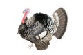 The Turkey bird isolate on white background Royalty Free Stock Photo