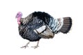 The Turkey bird isolate on white background Royalty Free Stock Photo