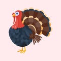 Turkey bird isolated thanksgiving nature farm animal feather poultry tail fowl character vector illustration. Royalty Free Stock Photo