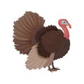 Turkey bird, poultry breeding vector Illustration on a white background Royalty Free Stock Photo