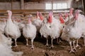 Turkey bird at the poultry farm. White young turkeys