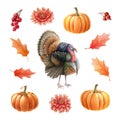 Turkey bird, pumpkins, leaves, berries set. Watercolor thanksgiving illustration. Festive autumn decoration. Turkey bird