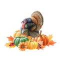 Turkey bird with pumpkins. Thanksgiving watercolor illustration. Festive autumn decoration. Turkey bird with orange