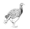 Turkey bird standing side view sketch hand drawn engraving style
