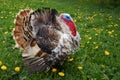 Turkey bird in village.